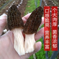 一攬芳華新貨珍貴羊肚菌干貨家庭裝羊肚蘑菇蘑菇肉質細嫩
