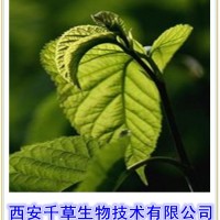 桑葉提取物 廠家專業(yè)生產(chǎn)動植物提取物定做桑葉濃縮流浸膏