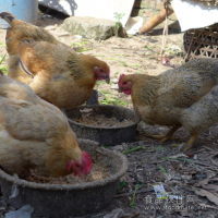 轉基因及動物源性食品檢測