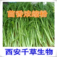 茴香菜提取物茴香菜濃縮汁粉廠家生產提取物