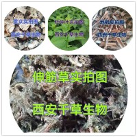 羅勒提取物 廠家生產植物提取物定做濃縮浸膏顆粒