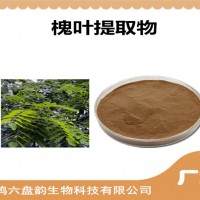 槐葉提取物 槐葉粉 藥食同源原料
