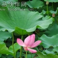 荷葉粉 荷葉速溶粉價格食品飲料添加