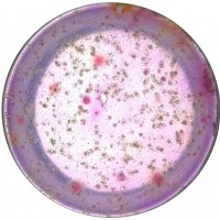 水總大腸菌群/耐熱大腸菌群/糞大腸菌群