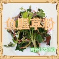 魚腥草提取物魚腥草粉藥食同源實力廠家生產