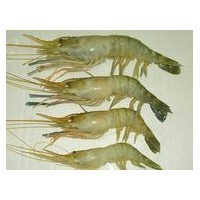 水產(chǎn)品殺毒劑殘留檢測服務(wù)