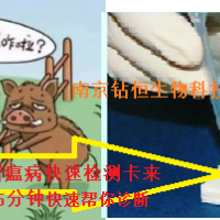 非洲豬瘟病快速檢測卡
