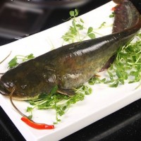 鯰魚抗生素檢測報告,鯰魚質量檢測機構,鯰魚營養檢測項目