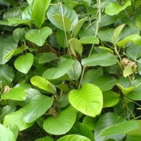白鶴藤檢測報告,白鶴藤農藥殘留檢測機構,白鶴藤重金屬檢測項目