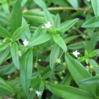 白花蛇舌草檢測報告,白花蛇舌草農殘檢測,白花蛇舌草重金屬檢測