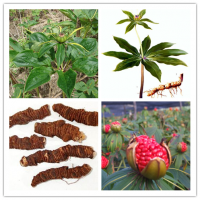 七葉一枝花提取物   斯諾特生物長期供應