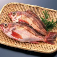 加吉魚檢測報告,加吉魚抗生素檢測機構,加吉魚微生物檢測項目