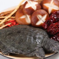 甲魚營養成分檢測機構,甲魚抗生素檢測報告,甲魚微生物檢測