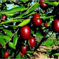 紅棗提取液生產(chǎn)廠家   紅棗香精供應(yīng)商