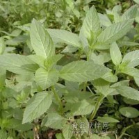 香草粉廠家 香草粉供應(yīng)商