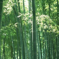 供應冬筍苗