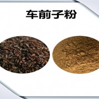 車前子濃縮粉 車前子粉 生產廠家