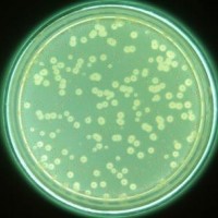 礦泉水中銅綠假單胞菌測定GB 8538   250g/瓶