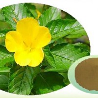 達米阿那提取物（又名特納草）冬季火熱產品