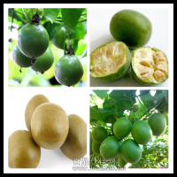 羅漢果提取物 羅漢果甜苷