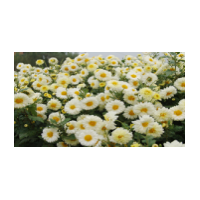 菊花提取物 速溶菊花粉 菊花濃縮液