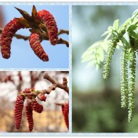 斯諾特楊樹花提取植物多糖 楊樹花提取物