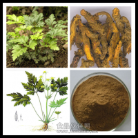 黃連提取物 黃連素 鹽酸小檗堿95%