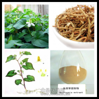 魚腥草提取物 魚腥草粉 藥食同源原料