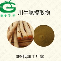牛膝提取物 川牛膝提取物寧陜國圣OEM代加工