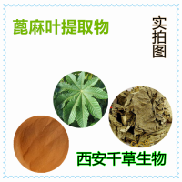 水溶性蓖麻葉提取物 蓖麻葉濃縮粉 蓖麻葉浸膏粉