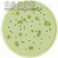 ATCC16404黑曲霉標(biāo)準(zhǔn)菌種