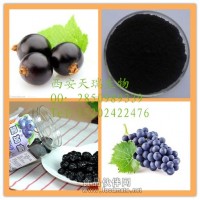 黑加侖提取物   黑穗醋栗提取物 黑加侖浸膏粉