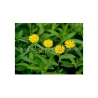 六月菊提取物-廠家