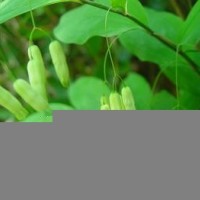 黃精粉-黃精浸膏