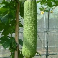 絲瓜提取物   絲瓜浸膏粉  絲瓜粉