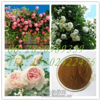 薔薇提取物     薔薇浸膏粉  薔薇花提取物