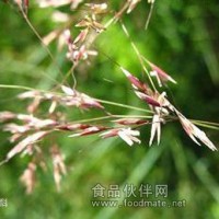 芨芨草提取物