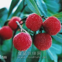 矮楊梅提取物