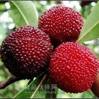 楊梅提取物    楊梅素   楊梅浸膏粉