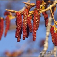 楊樹花粉