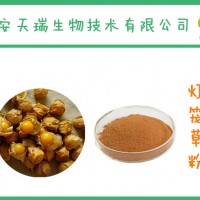 燈籠草粉  燈籠草提取物  實力廠家