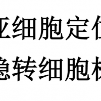 亞細胞定位穩轉細胞株