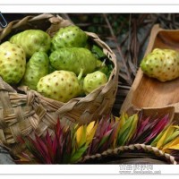 諾麗果粉 諾麗果酵素粉