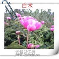 白術粉 白術濃縮粉 白術噴霧干燥粉