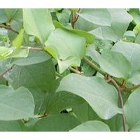 虎杖提取物 白藜蘆醇