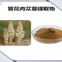 管花肉蓯蓉提取物 管花肉蓯蓉粉 比例提取