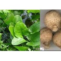 澤瀉粉貨