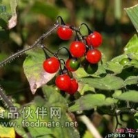 白英提取物現貨