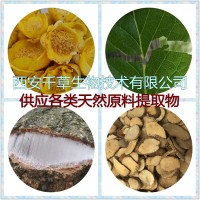 透骨消提取物透骨消濃縮汁粉透骨消浸膏粉