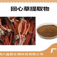 回心草提取物 回心草粉 廠家供應 回春草提取物